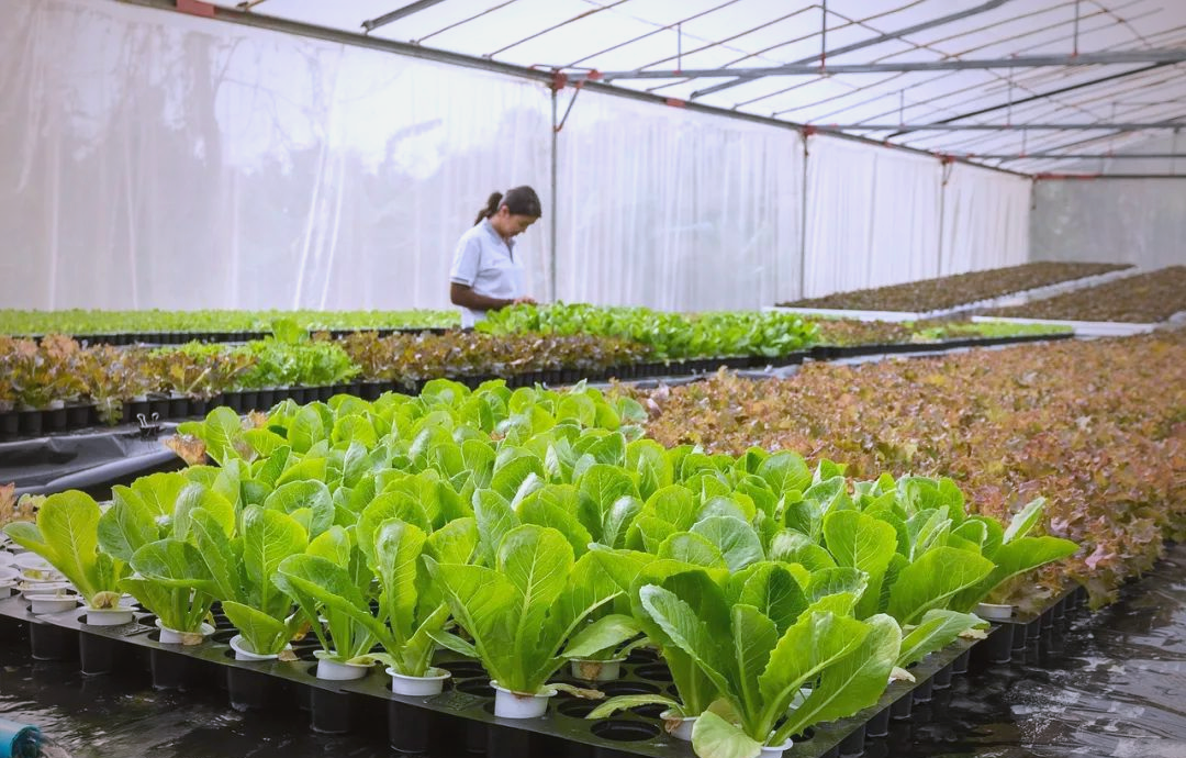 What are the key technical points required for greenhouse vegetable cultivation?